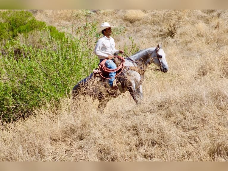 Caballo cuarto de milla Caballo castrado 8 años 142 cm Tordo rodado in Tres Pinos