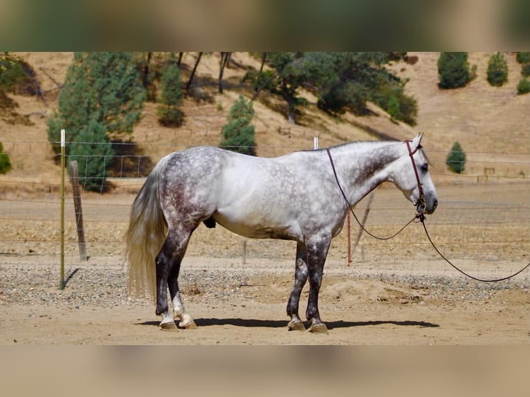 Caballo cuarto de milla Caballo castrado 8 años 142 cm Tordo rodado in Tres Pinos