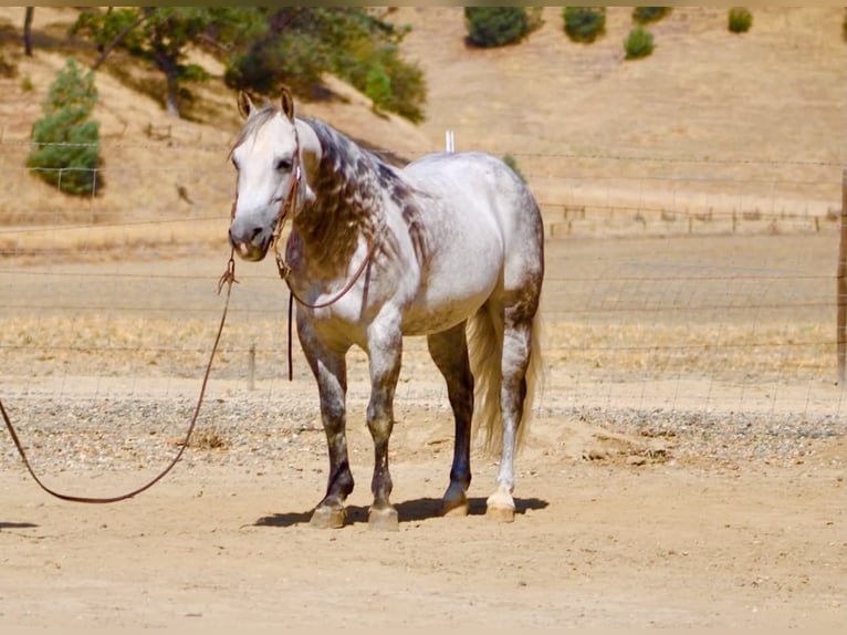 Caballo cuarto de milla Caballo castrado 8 años 142 cm Tordo rodado in Tres Pinos