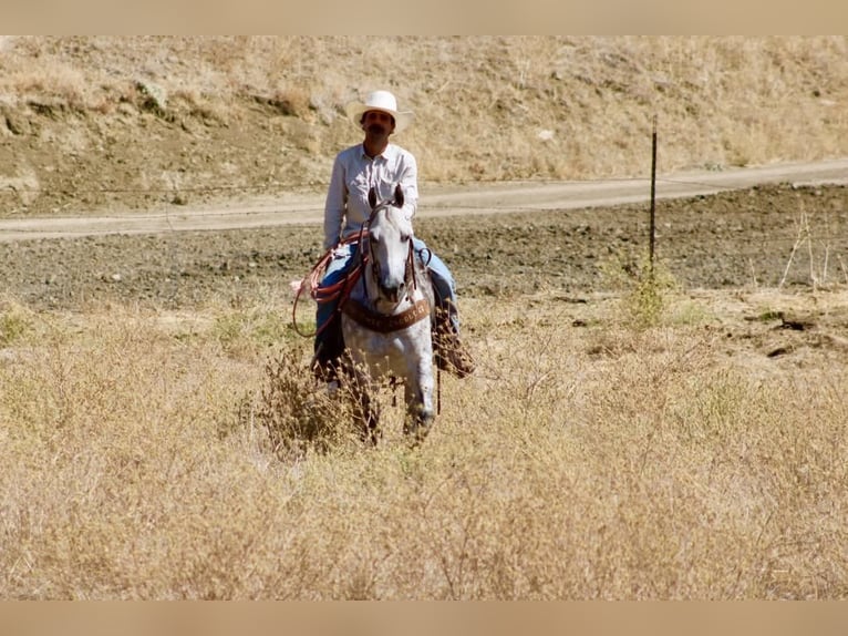 Caballo cuarto de milla Caballo castrado 8 años 142 cm Tordo rodado in Tres Pinos