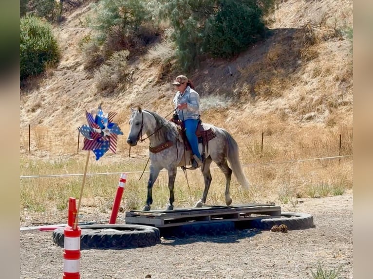 Caballo cuarto de milla Caballo castrado 8 años 142 cm Tordo rodado in Tres Pinos