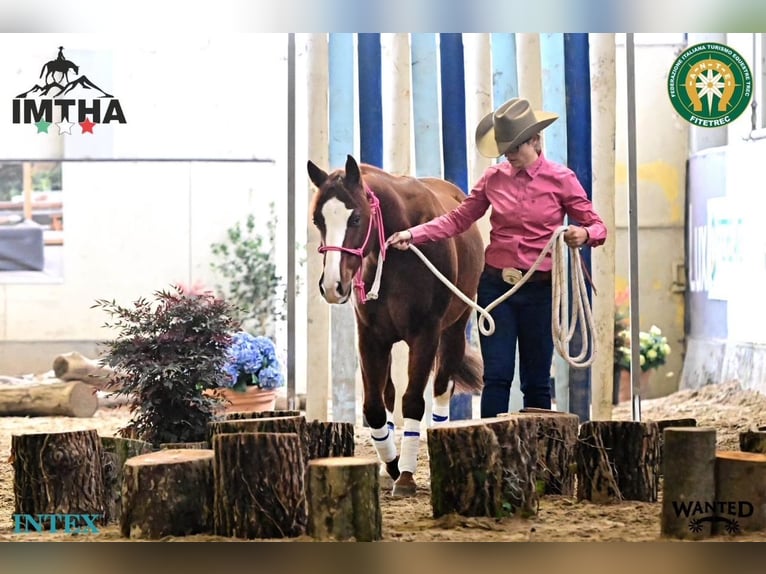 Caballo cuarto de milla Caballo castrado 8 años 145 cm Alazán in Capestrano