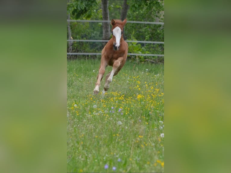 Caballo cuarto de milla Caballo castrado 8 años 145 cm Alazán in Balingen