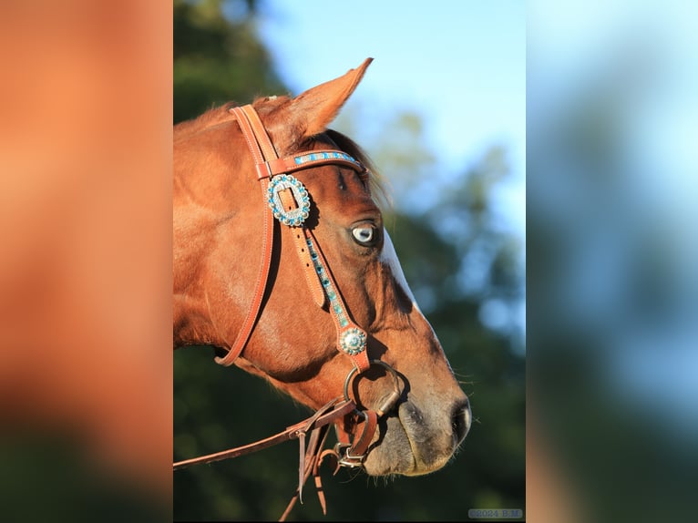 Caballo cuarto de milla Caballo castrado 8 años 145 cm Alazán in Balingen