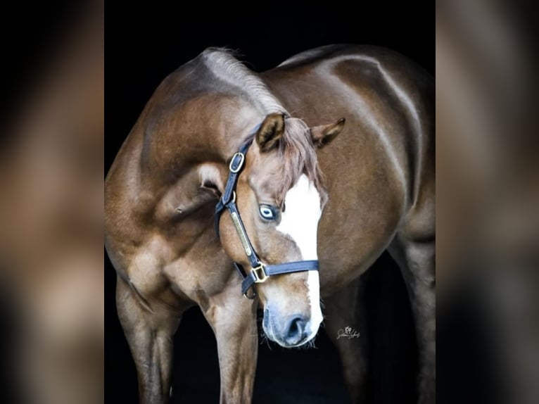 Caballo cuarto de milla Caballo castrado 8 años 145 cm Alazán in Balingen