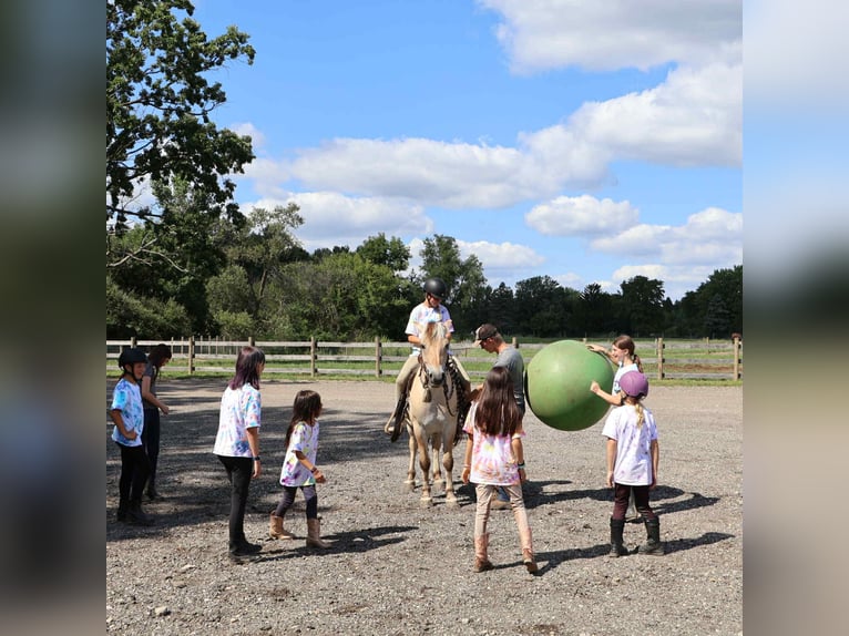 Caballo cuarto de milla Caballo castrado 8 años 145 cm Buckskin/Bayo in Howell, MI