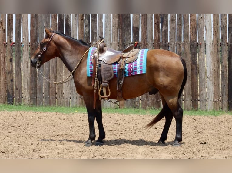 Caballo cuarto de milla Caballo castrado 8 años 145 cm Castaño rojizo in Stephenville tx