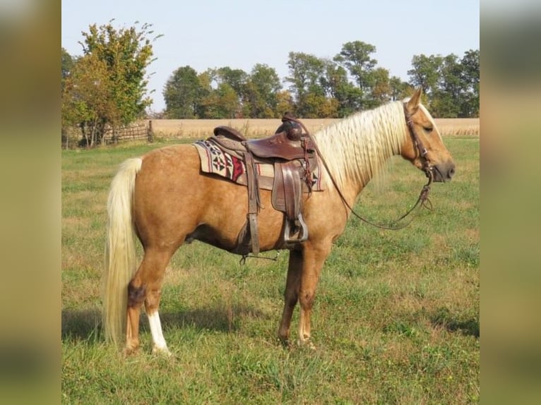 Caballo cuarto de milla Caballo castrado 8 años 145 cm Palomino in Effingham IL