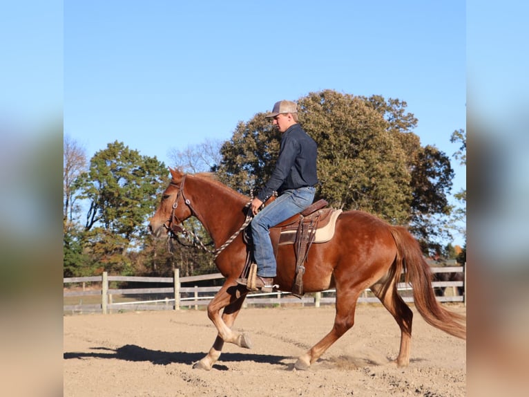 Caballo cuarto de milla Mestizo Caballo castrado 8 años 147 cm Alazán-tostado in Howell