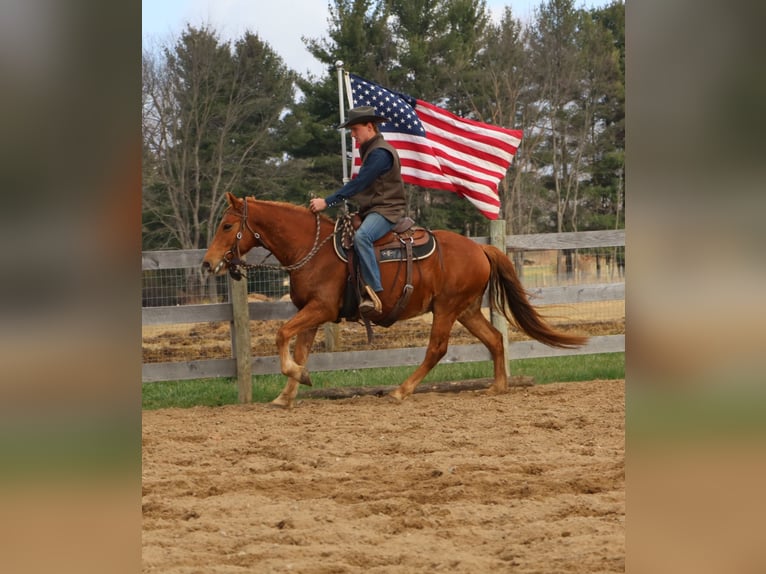 Caballo cuarto de milla Mestizo Caballo castrado 8 años 147 cm Alazán-tostado in Howell