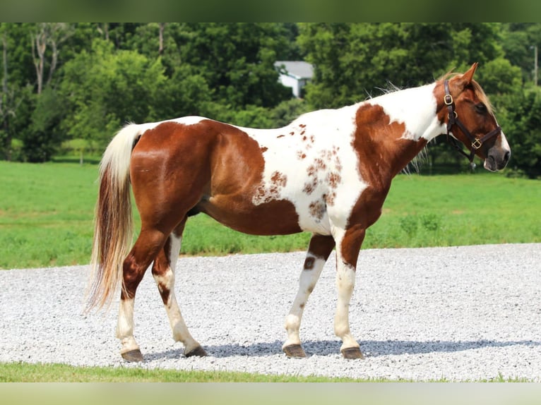 Caballo cuarto de milla Caballo castrado 8 años 147 cm in Princeton, KY