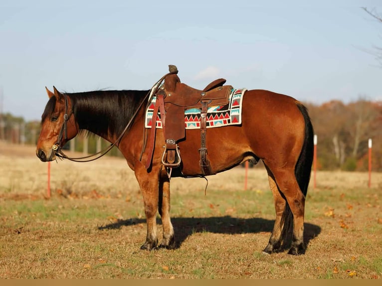 Caballo cuarto de milla Caballo castrado 8 años 147 cm Castaño rojizo in Quitman