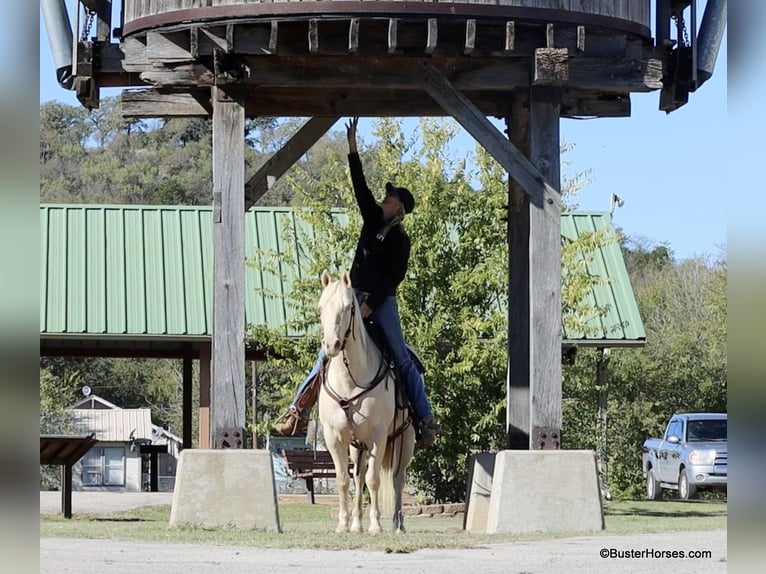 Caballo cuarto de milla Caballo castrado 8 años 147 cm Cremello in Weatherford TX