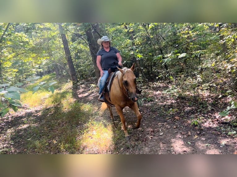 Caballo cuarto de milla Caballo castrado 8 años 147 cm Palomino in Henderson KY