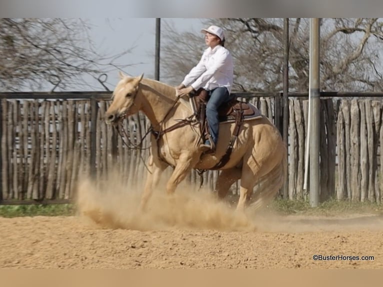 Caballo cuarto de milla Caballo castrado 8 años 147 cm Palomino in Weatherford TX