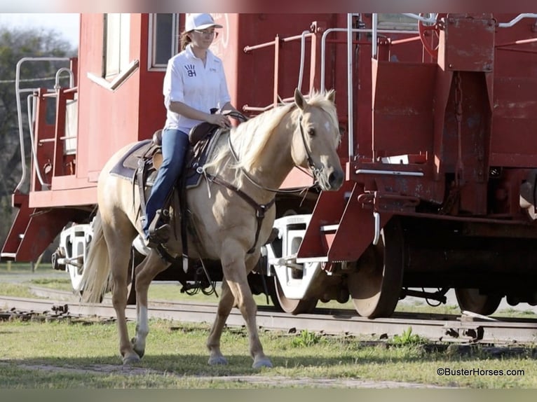 Caballo cuarto de milla Caballo castrado 8 años 147 cm Palomino in Weatherford TX