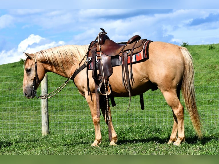 Caballo cuarto de milla Caballo castrado 8 años 147 cm Palomino in Rebersburg