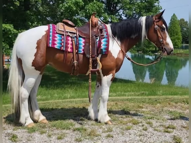 Caballo cuarto de milla Caballo castrado 8 años 147 cm Tobiano-todas las-capas in Robards KY