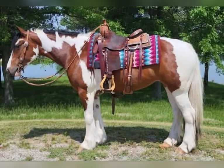 Caballo cuarto de milla Caballo castrado 8 años 147 cm Tobiano-todas las-capas in Robards KY