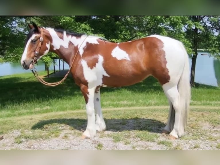 Caballo cuarto de milla Caballo castrado 8 años 147 cm Tobiano-todas las-capas in Robards KY