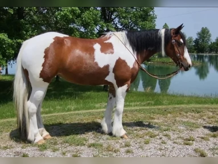 Caballo cuarto de milla Caballo castrado 8 años 147 cm Tobiano-todas las-capas in Robards KY