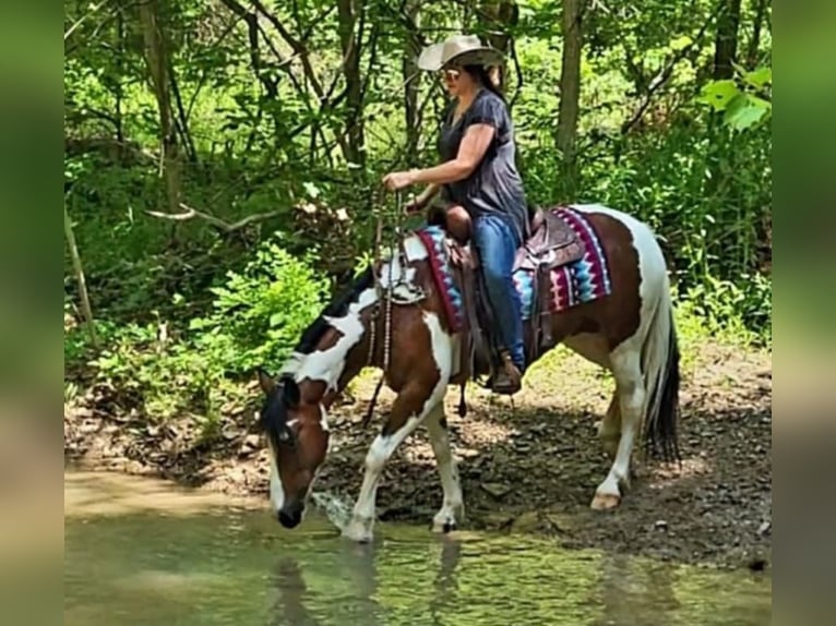 Caballo cuarto de milla Caballo castrado 8 años 147 cm Tobiano-todas las-capas in Robards KY