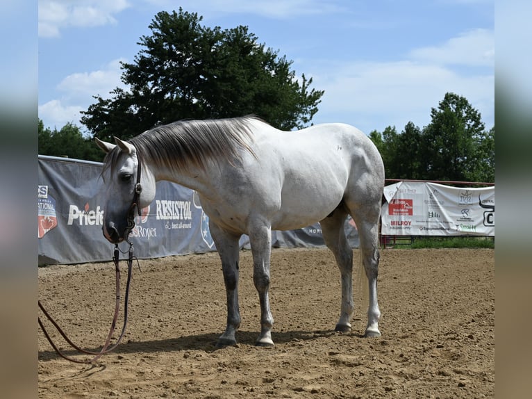 Caballo cuarto de milla Caballo castrado 8 años 147 cm Tordo in Scottsburg, IN