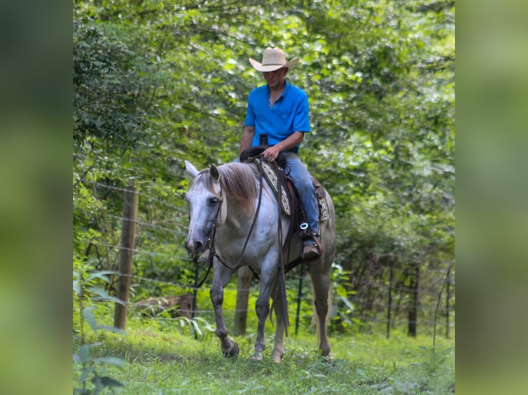 Caballo cuarto de milla Caballo castrado 8 años 147 cm Tordo in Scottsburg, IN