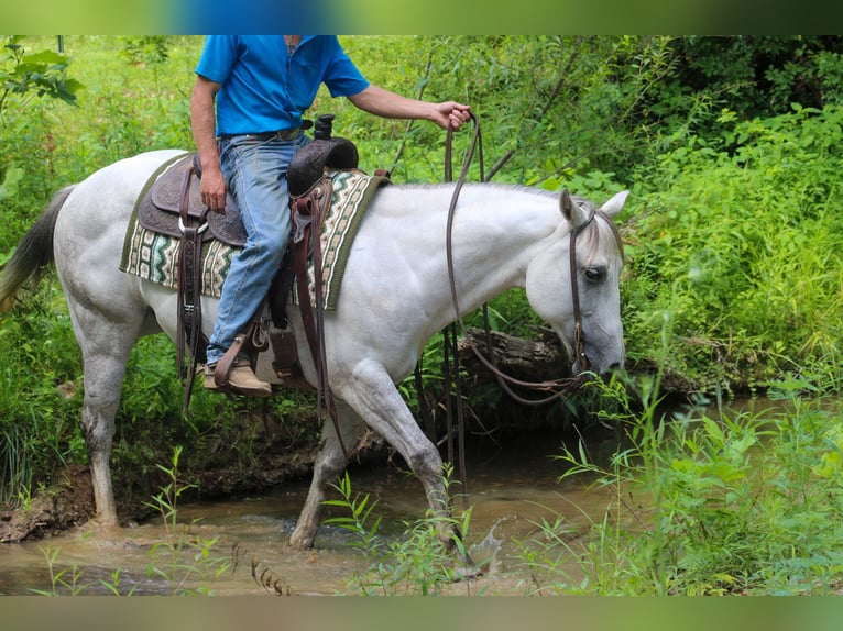 Caballo cuarto de milla Caballo castrado 8 años 147 cm Tordo in Scottsburg, IN