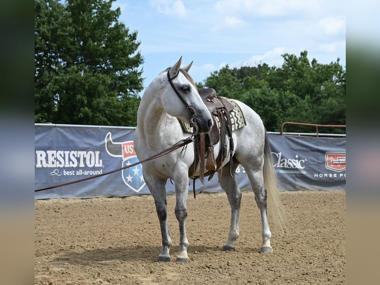Caballo cuarto de milla Caballo castrado 8 años 147 cm Tordo in Scottsburg, IN