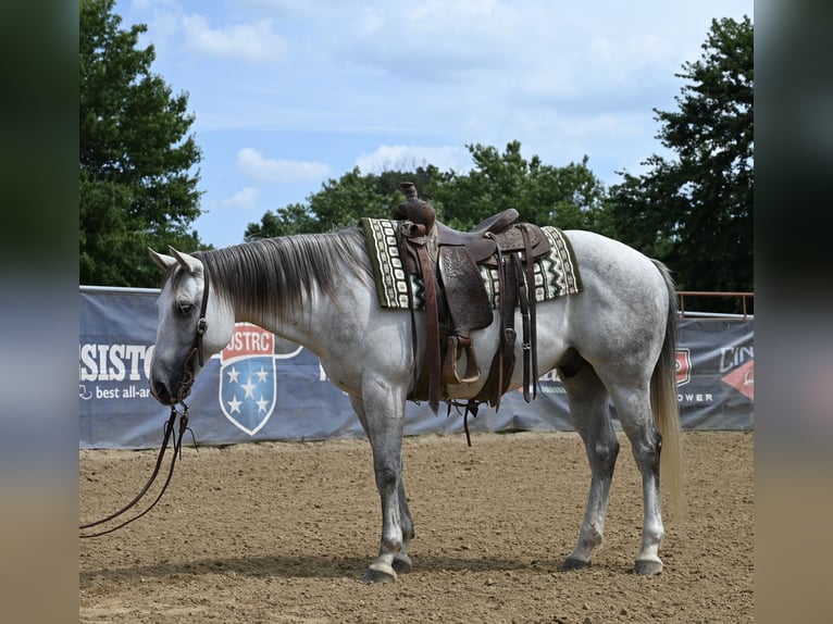 Caballo cuarto de milla Caballo castrado 8 años 147 cm Tordo in Scottsburg, IN