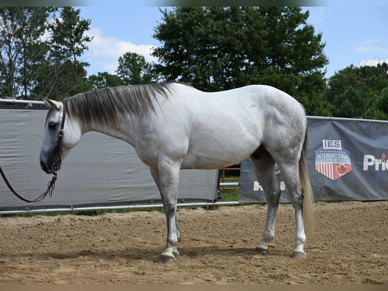 Caballo cuarto de milla Caballo castrado 8 años 147 cm Tordo in Scottsburg, IN