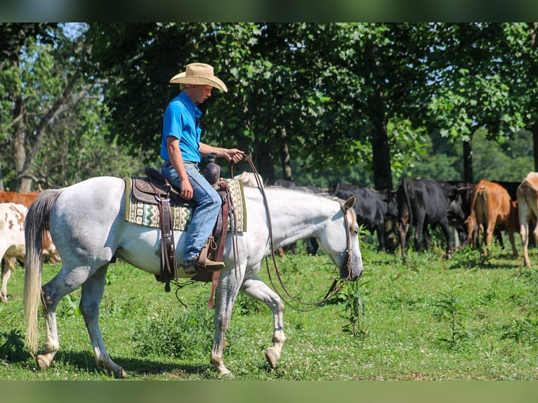 Caballo cuarto de milla Caballo castrado 8 años 147 cm Tordo in Scottsburg, IN