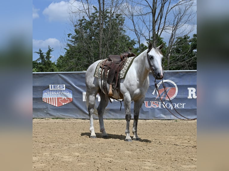 Caballo cuarto de milla Caballo castrado 8 años 147 cm Tordo in Scottsburg, IN