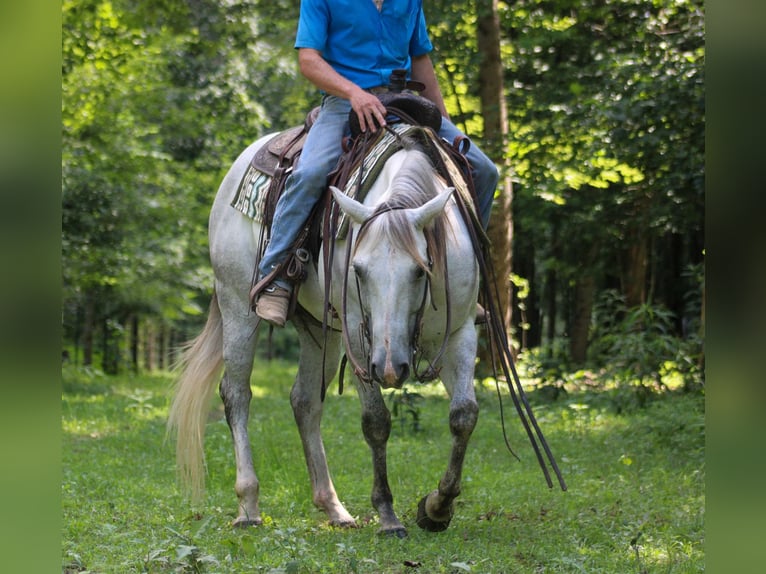 Caballo cuarto de milla Caballo castrado 8 años 147 cm Tordo in Scottsburg, IN