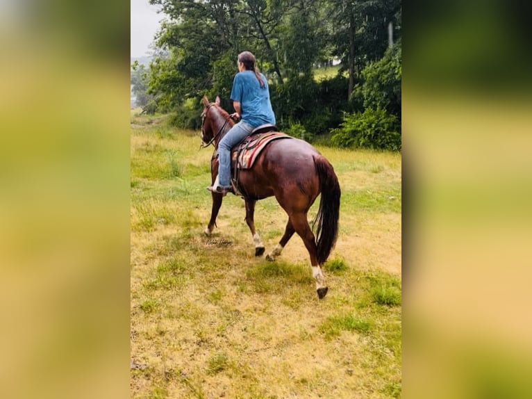 Caballo cuarto de milla Caballo castrado 8 años 150 cm Alazán rojizo in Peosta, IA