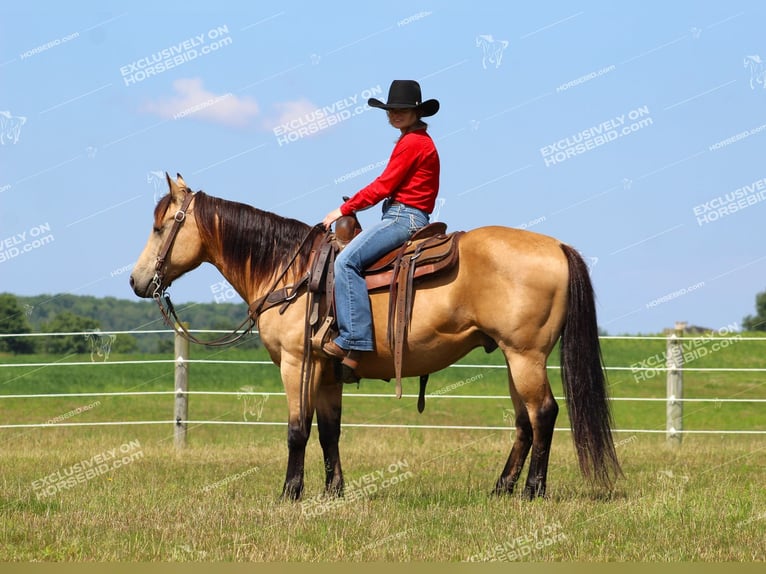 Caballo cuarto de milla Caballo castrado 8 años 150 cm Buckskin/Bayo in Clarion, PA