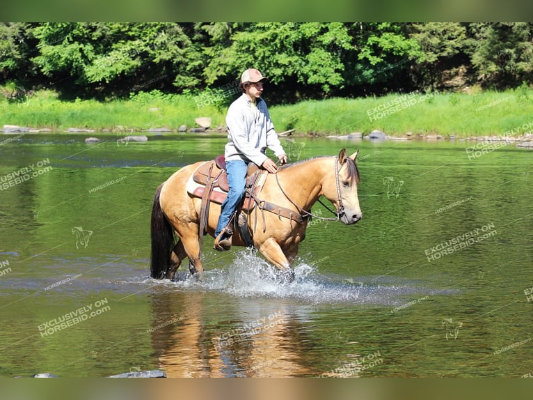 Caballo cuarto de milla Caballo castrado 8 años 150 cm Buckskin/Bayo in Clarion, PA