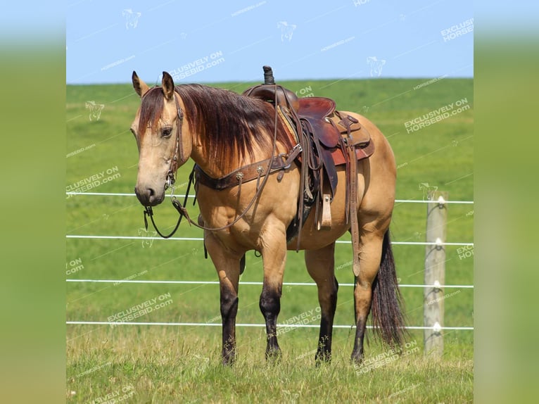 Caballo cuarto de milla Caballo castrado 8 años 150 cm Buckskin/Bayo in Clarion, PA