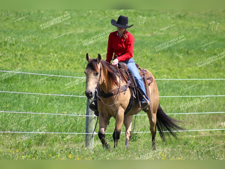 Caballo cuarto de milla Caballo castrado 8 años 150 cm Buckskin/Bayo in Clarion, PA