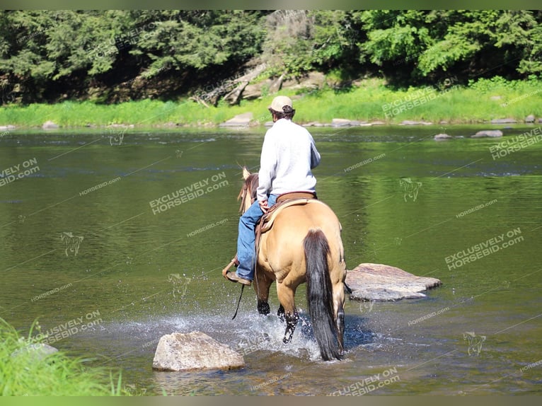 Caballo cuarto de milla Caballo castrado 8 años 150 cm Buckskin/Bayo in Clarion, PA