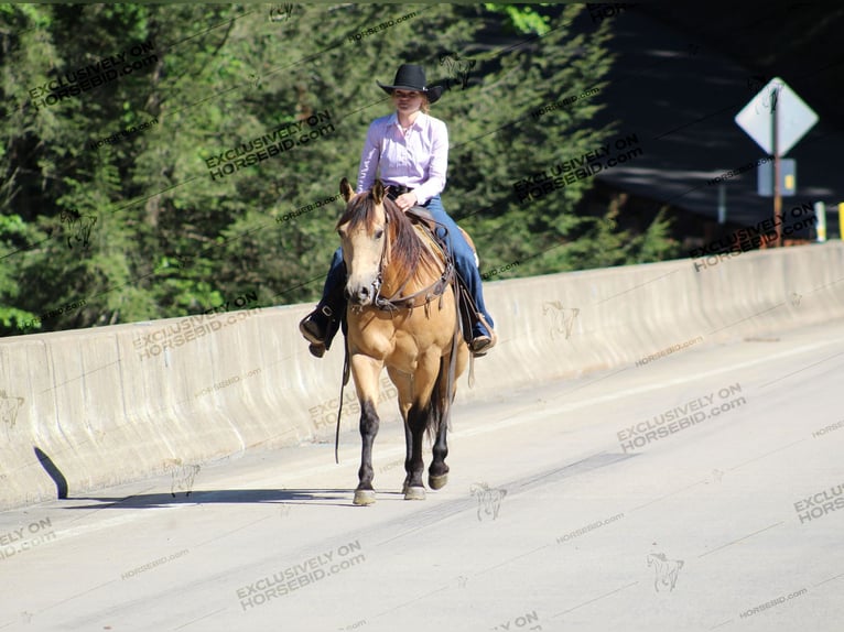 Caballo cuarto de milla Caballo castrado 8 años 150 cm Buckskin/Bayo in Clarion, PA