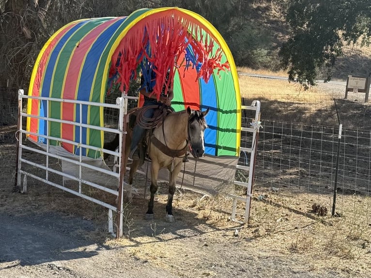 Caballo cuarto de milla Caballo castrado 8 años 150 cm Buckskin/Bayo in Paicines CA
