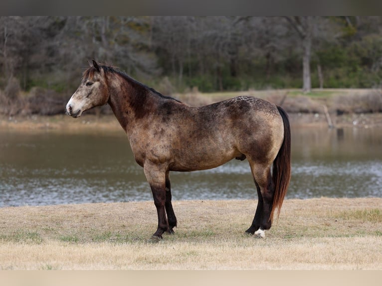 Caballo cuarto de milla Caballo castrado 8 años 150 cm Buckskin/Bayo in Forney