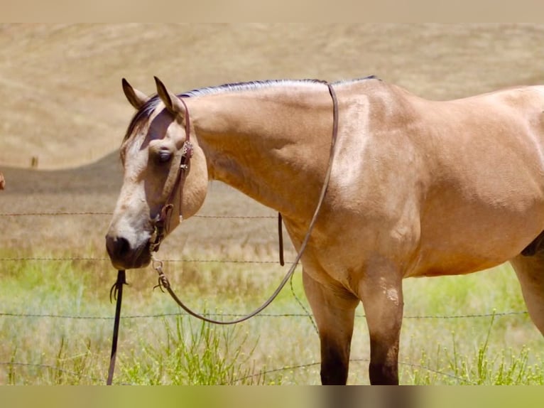 Caballo cuarto de milla Caballo castrado 8 años 150 cm Buckskin/Bayo in Tres Pinos