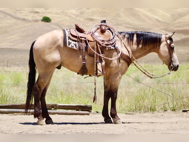 Caballo cuarto de milla Caballo castrado 8 años 150 cm Buckskin/Bayo in Tres Pinos