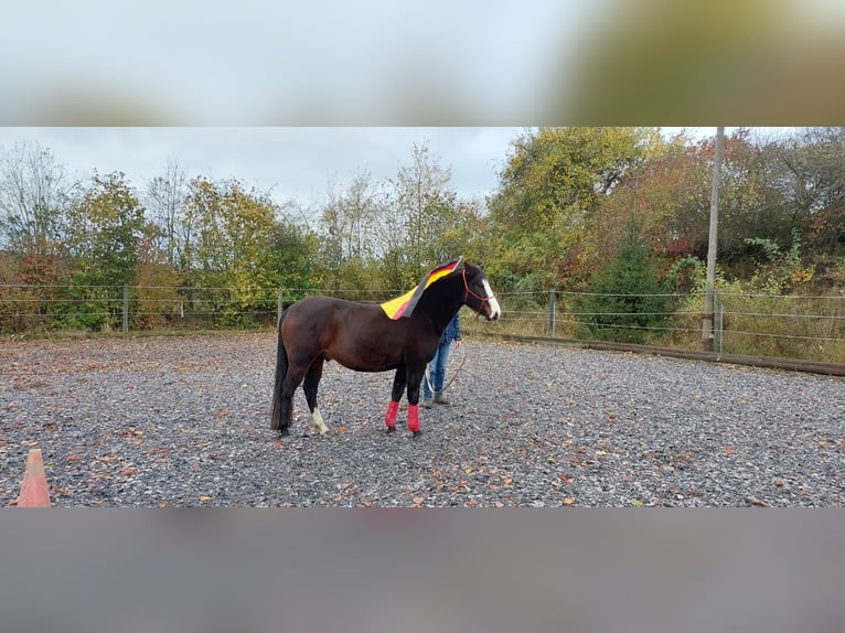 Caballo cuarto de milla Caballo castrado 8 años 150 cm Castaño in Rheinland-pfalz