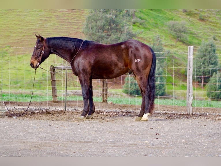 Caballo cuarto de milla Caballo castrado 8 años 150 cm Castaño rojizo in Tres Pinos