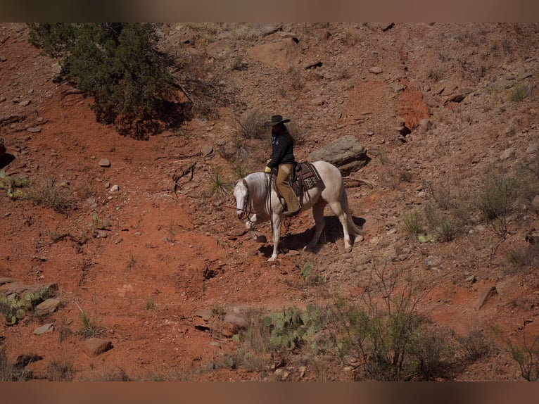 Caballo cuarto de milla Caballo castrado 8 años 150 cm Cremello in Canyon, TX