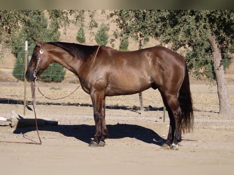 Caballo cuarto de milla Caballo castrado 8 años 150 cm Grullo in Tres Pinos